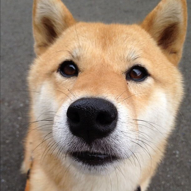 开云体育官网app-加拿大队赛制剖析：在团体赛制下如何应对多变的比赛环境，加拿大队伍