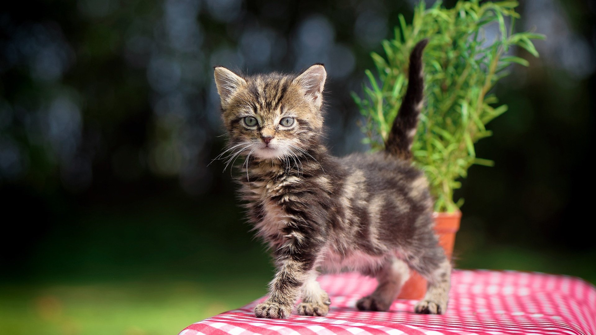 开云体育在线入口-体育总局新闻中心提示夏季训练防暑注意事项，体育暑期训练注意事项